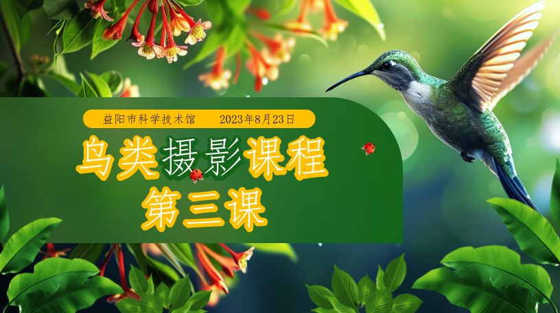 鸟类摄影课程 第三课